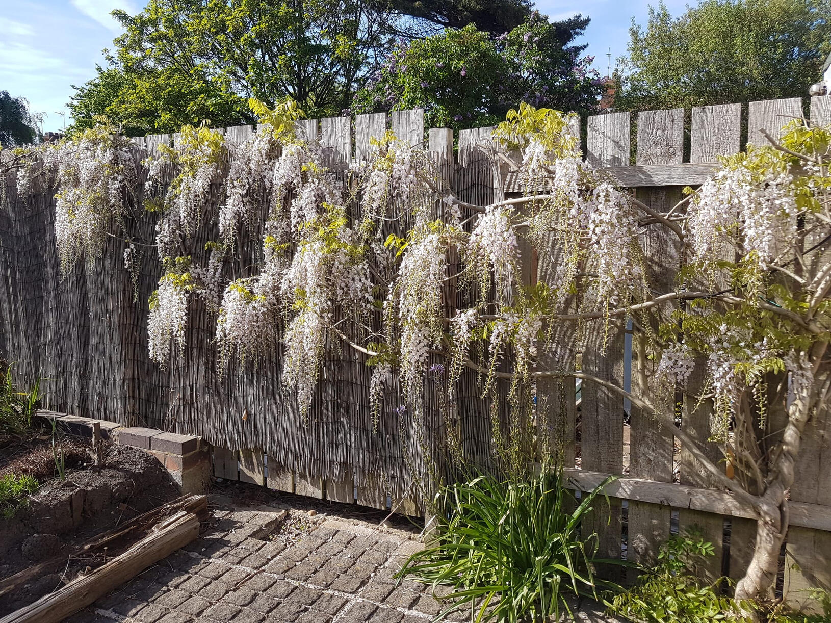 Wisteria in bloom.